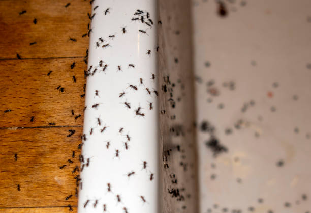 Navy, VA Pest Control Company
