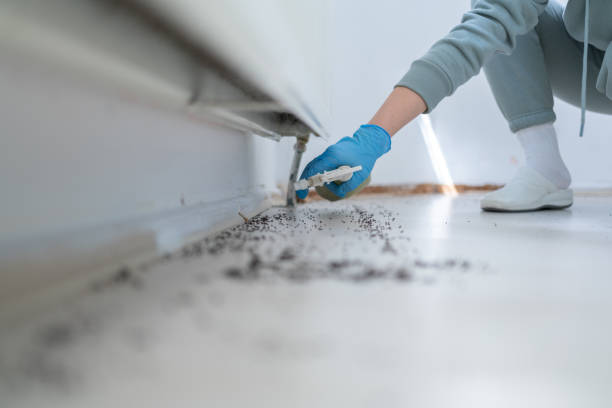Best Rat Extermination Near Me  in Navy, VA